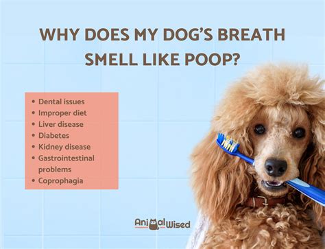 dogs breath stinks of poo